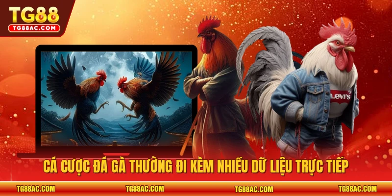 Cá cược đá gà thường đi kèm nhiều dữ liệu trực tiếp