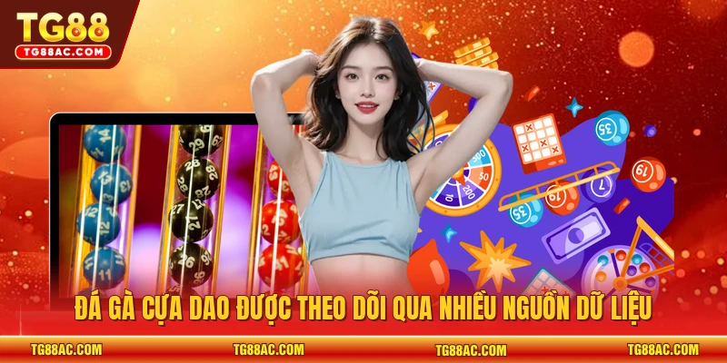 Đá gà cựa dao được theo dõi qua nhiều nguồn dữ liệu