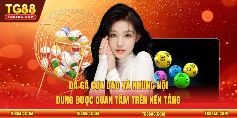 Đá gà cựa dao