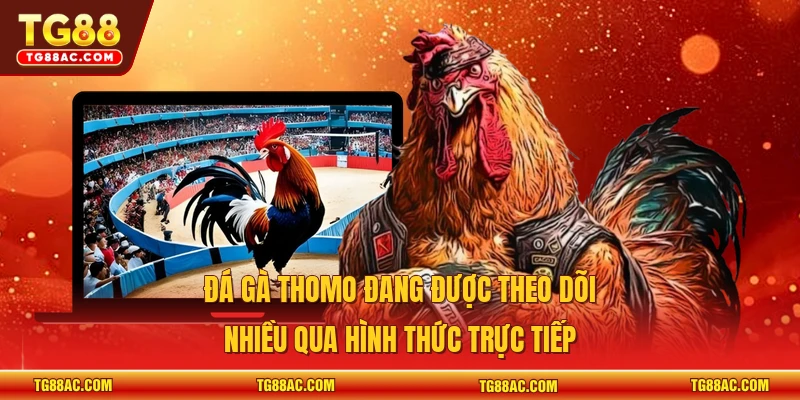 Đá gà thomo đang được theo dõi nhiều qua hình thức trực tiếp
