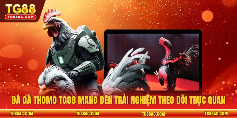 Đá gà thomo TG88 mang đến trải nghiệm theo dõi trực quan