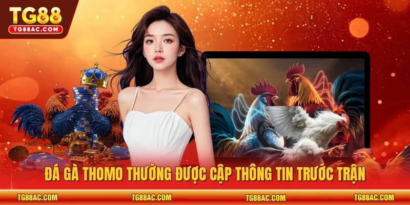 Đá gà thomo thường được cập thông tin trước trận
