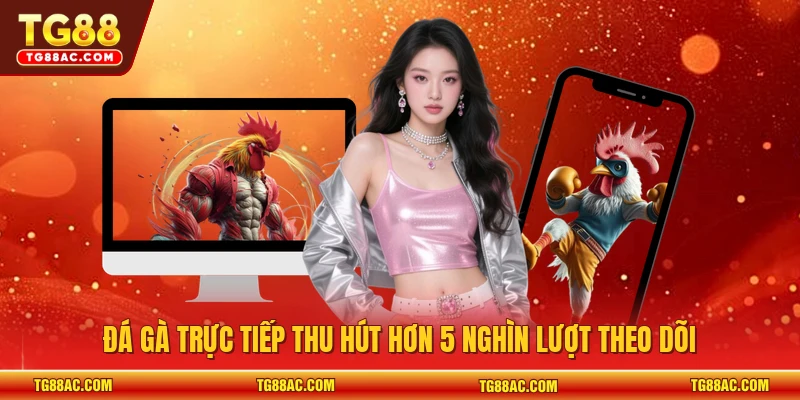 Đá gà trực tiếp thu hút hơn 5 nghìn lượt theo dõi